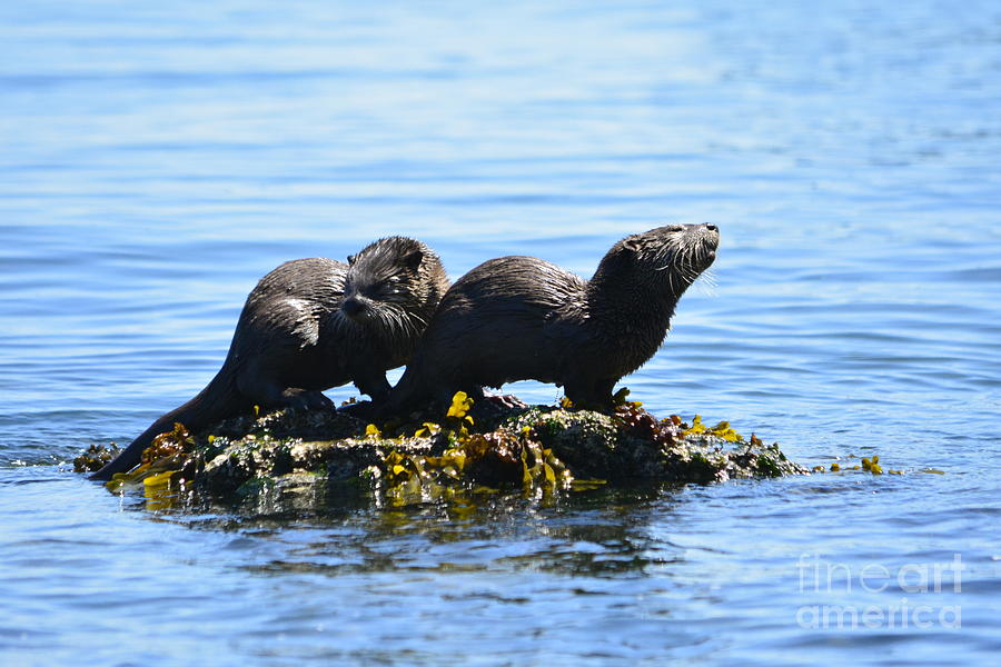 Baby Otters Photograph by Tracey Levine