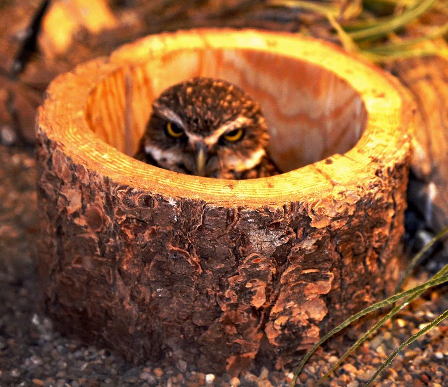 Wildlife Photograph - Baby Owl by Anand Swaroop Manchiraju