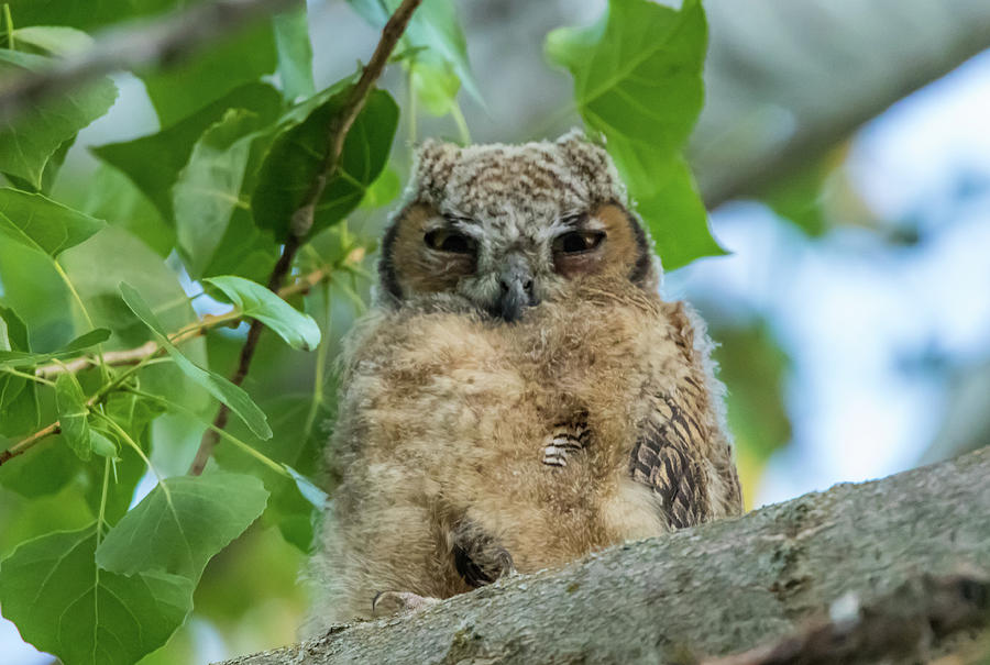Baby Owl at Rest Photograph by Marc Crumpler