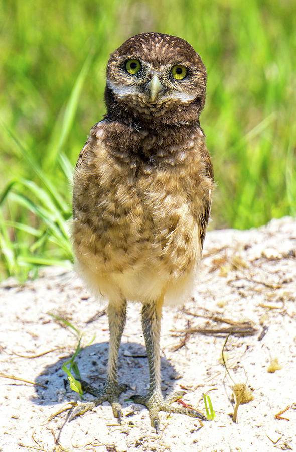 Baby Owl Photograph by Joey Waves