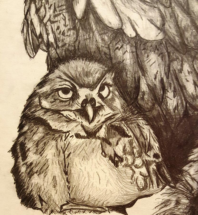 Baby Owl Drawing by Kaara Brockwell - Fine Art America