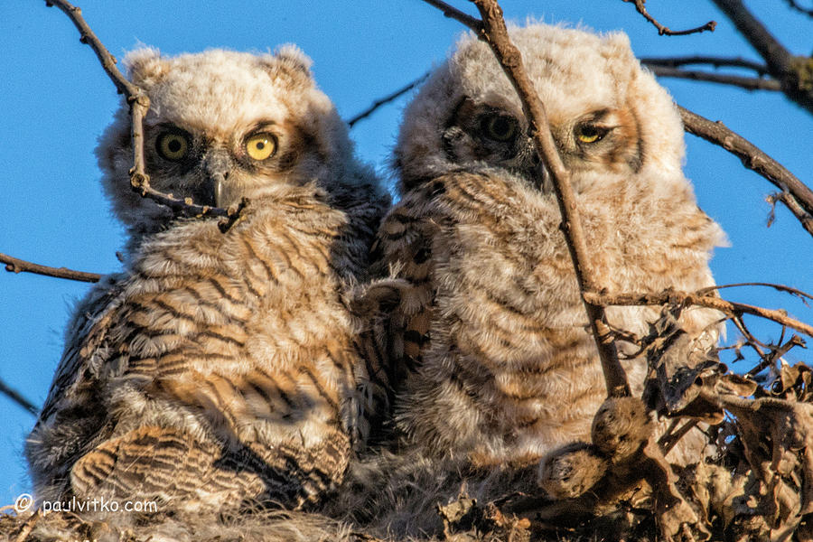 Baby Owls 05.... Photograph by Paul Vitko