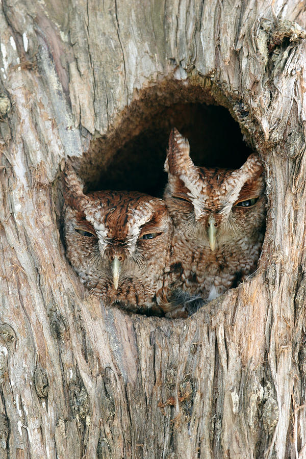 Baby Owls Photograph by John Rowe - Fine Art America