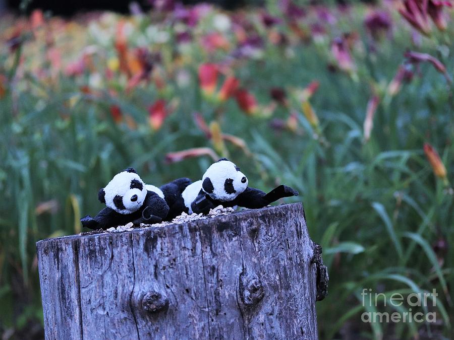 Baby Pandas Ginny And Floyd In The Daylilly Patch Photograph
