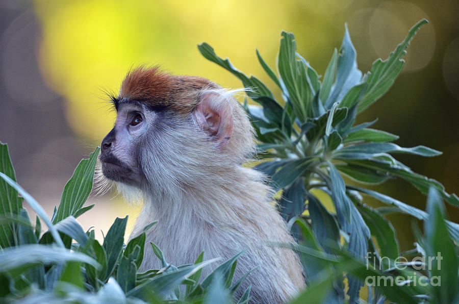 Baby Patas Monkey Looking Up Photograph by Jim Fitzpatrick