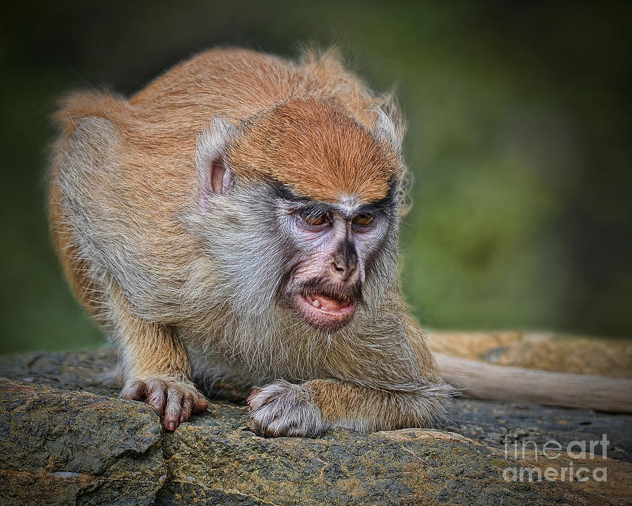 Wildlife Photograph - Baby Patas Monkey on Guard  by Jim Fitzpatrick