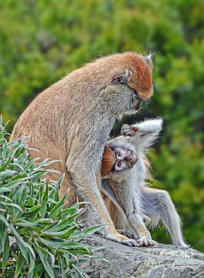 Baby Patas Monkey Playing with His Mommy  Photograph by Jim Fitzpatrick