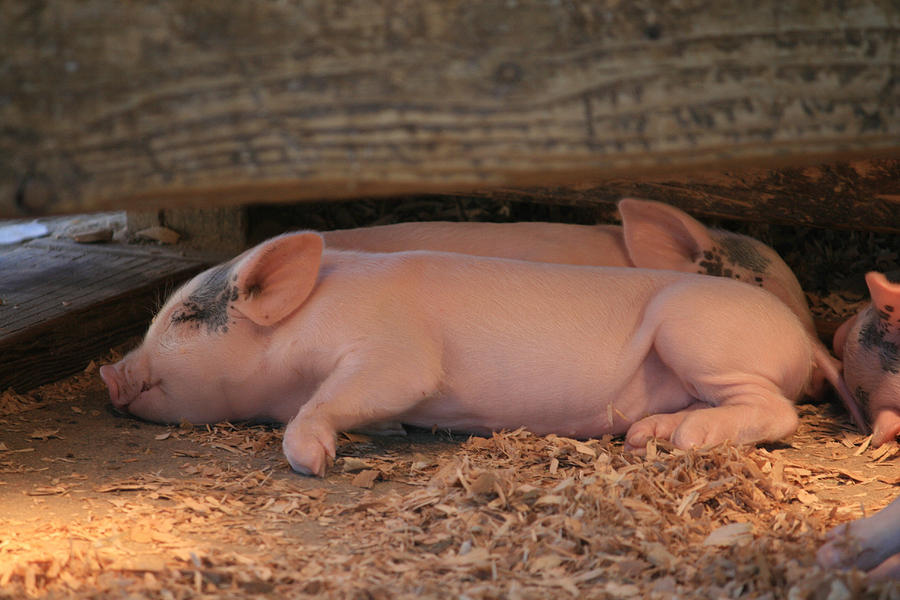 Baby Piglets Photograph by Kathleen Scanlan