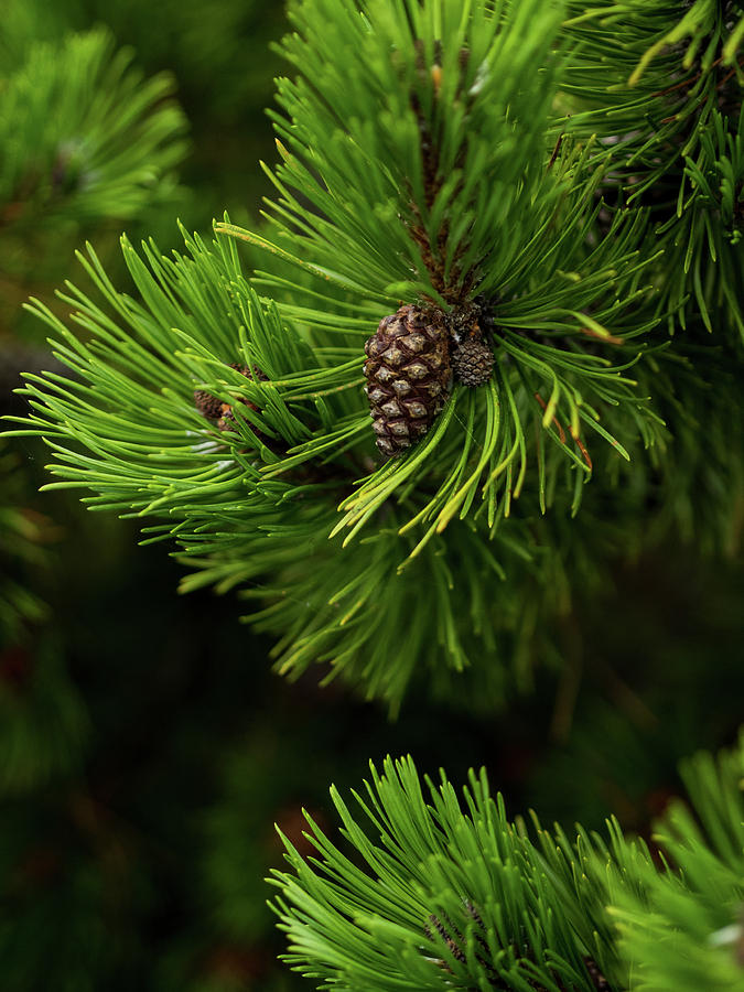 Baby Pine Cone Photograph by Whitney Leigh Carlson - Fine Art America