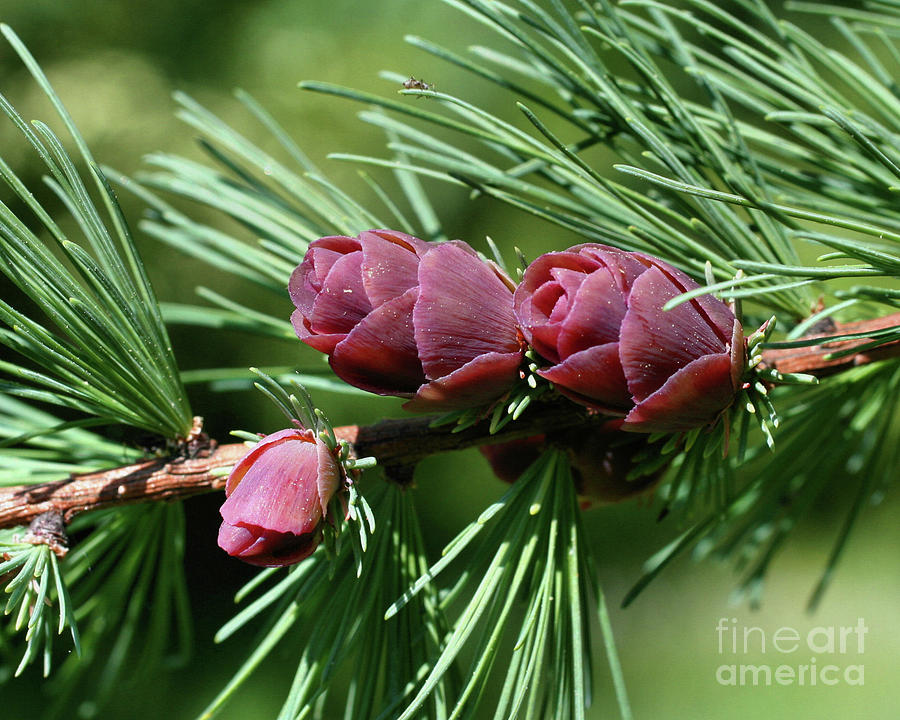 Baby Pine Cones Photograph by Smilin Eyes Treasures