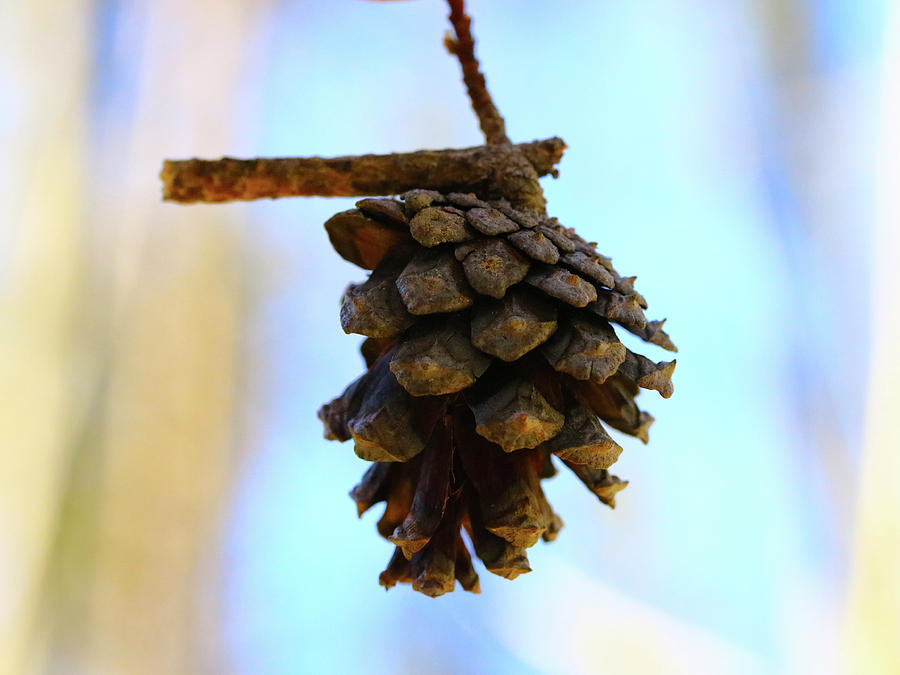 Pine Photograph - Baby Pine by Tony Umana Pine Photograph - Baby Pine by Tony Umana
