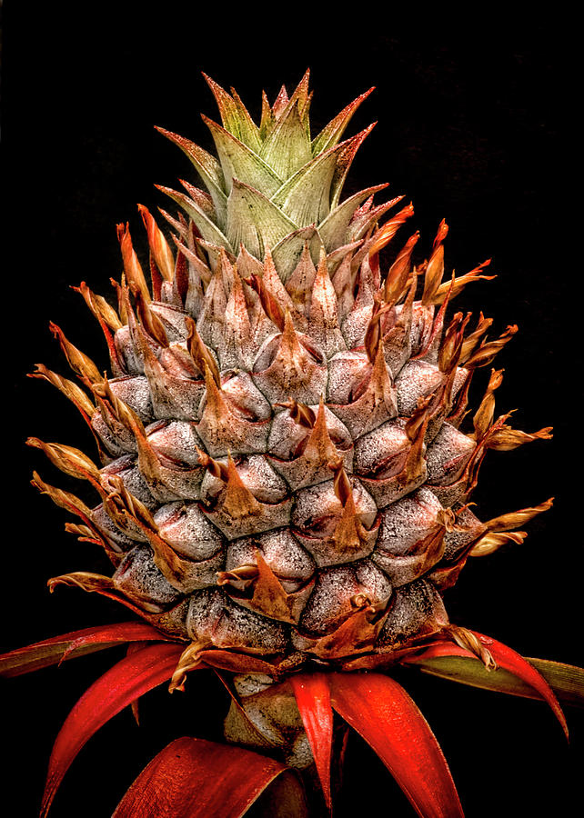 Baby Pineapple Photograph by Heather Applegate