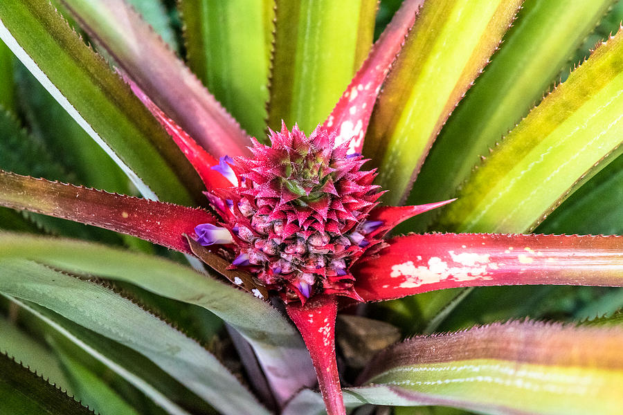 Baby Pineapple Photograph by Mike Dunn