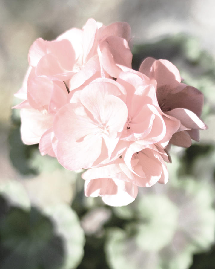 Baby Pink Geranium Photograph by Connie Fox