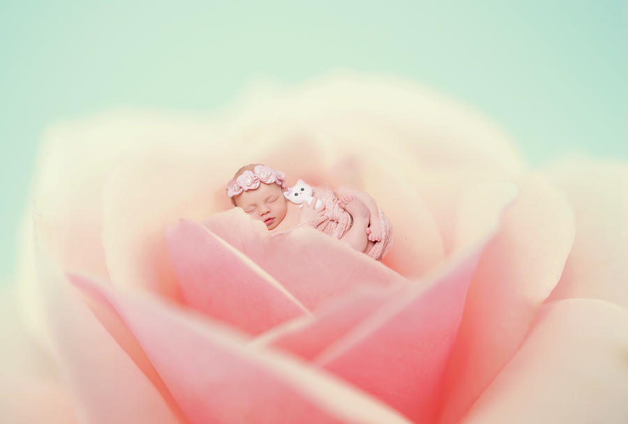 Baby Pink Photograph by Lilia S