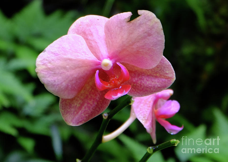 Baby Pink Orchid Photograph by Mini Arora