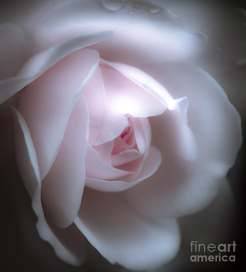Baby Pink Rose Photograph by Karen Lewis