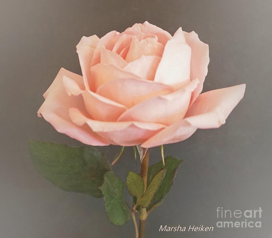 Baby Pink Rose on Gray Photograph by Marsha Heiken