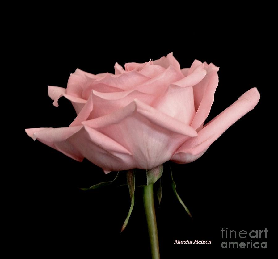 Baby Pink Rose Two Photograph by Marsha Heiken