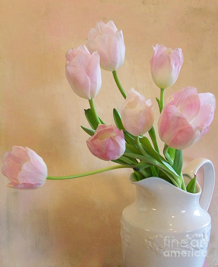 White Pitcher Photograph - Baby Pink Tulips by Marsha Heiken