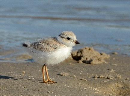 Baby Plover Photograph by Christine Russell - Fine Art America