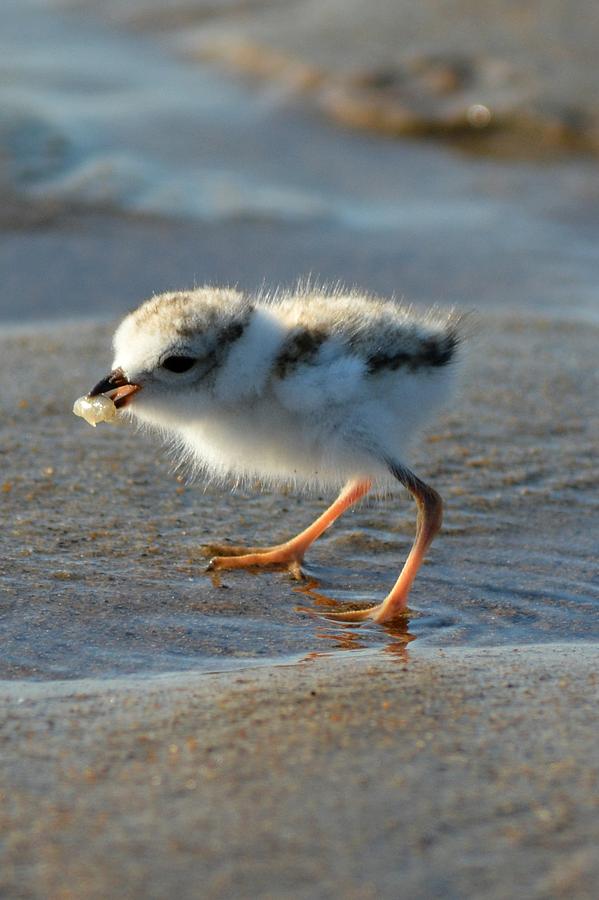 Baby Plover found food Photograph by Jo-Ann Matthews