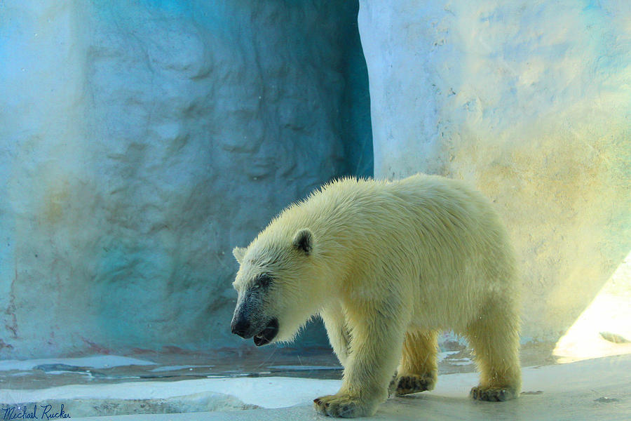 Baby Polar Bear Photograph by Michael Rucker