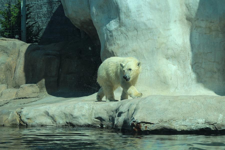 Baby Polar Bear Photograph by Michiale Schneider