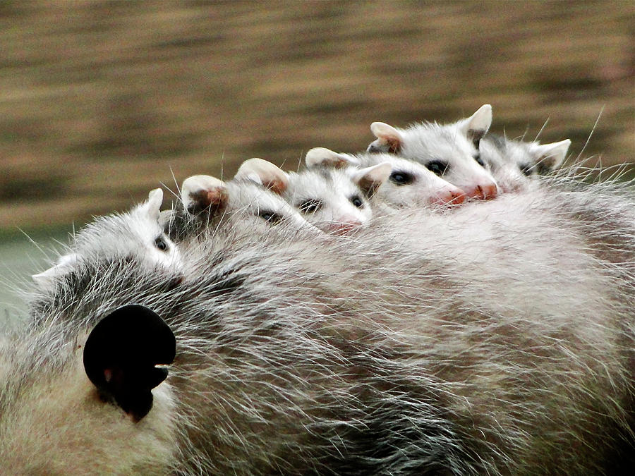 Wildlife Photograph - Baby Possums by Liz Vernand