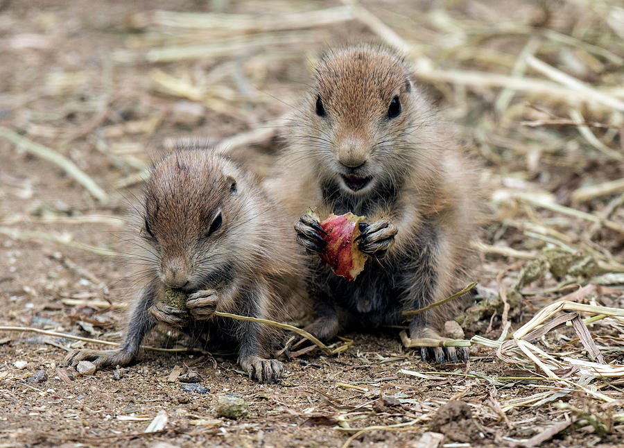 Baby Prairie Dogs Eating Photograph by William Bitman