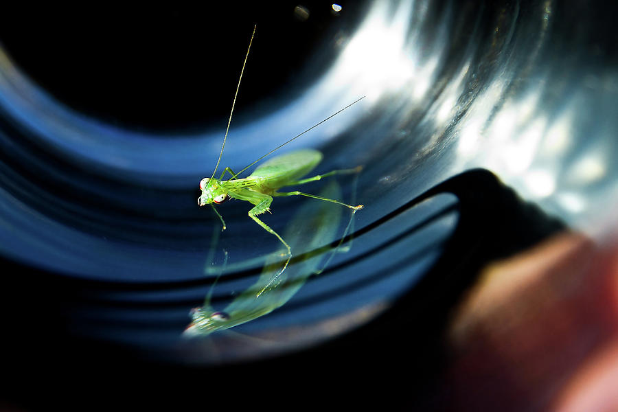 Baby Praying Mantis Photograph by Miroslava Jurcik