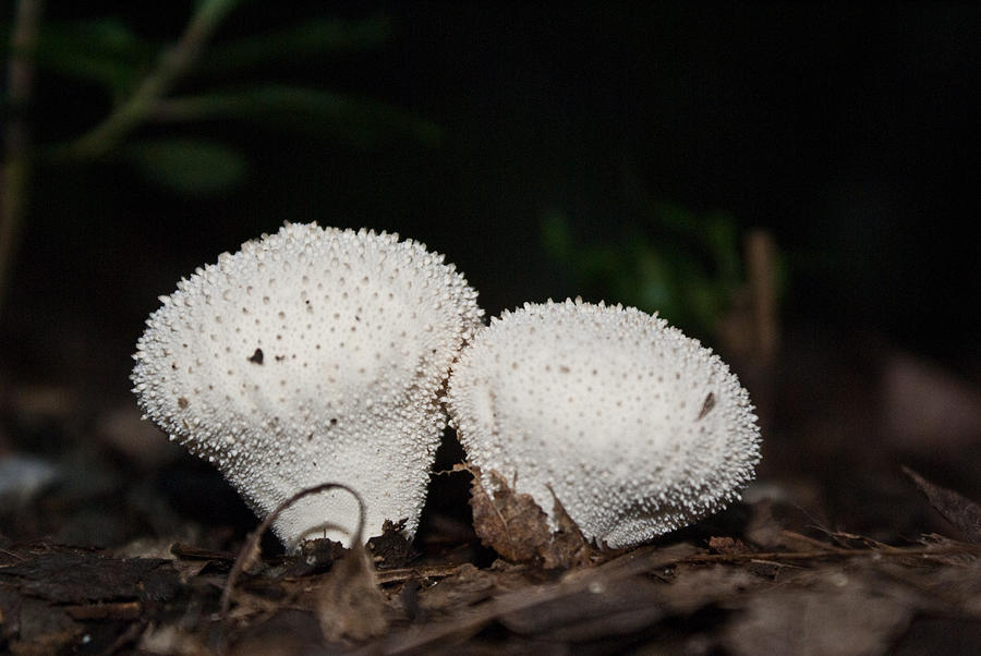 Baby Puffballs Photograph by Douglas Barnett - Fine Art America