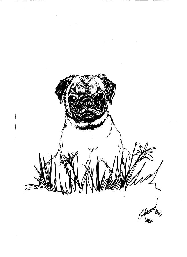 Baby Pug in Flowers Drawing by Charme Curtin