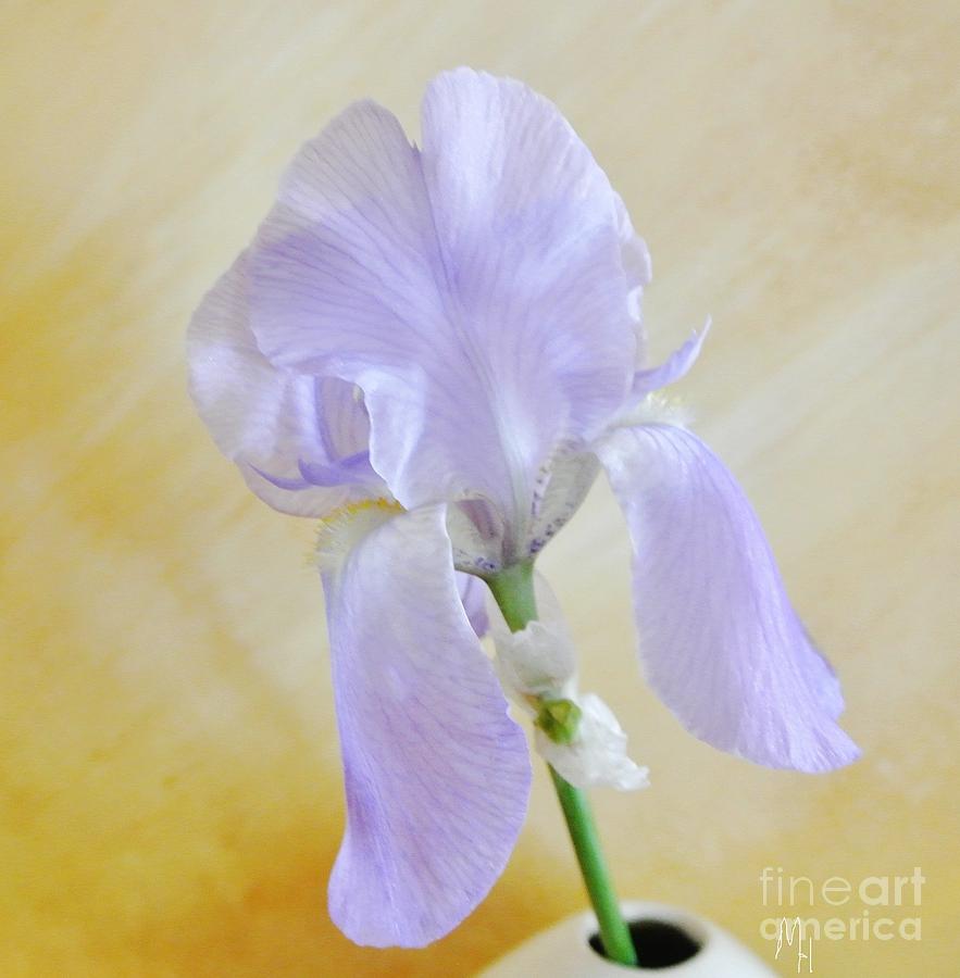 Baby Purple Iris I Photograph by Marsha Heiken