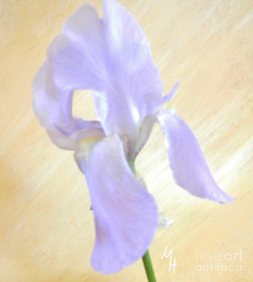 Baby Purple Iris II Photograph by Marsha Heiken