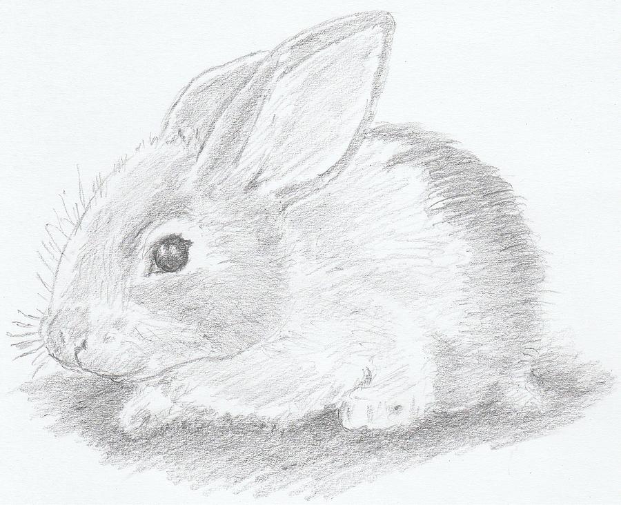 Baby Rabbit Drawing by Ernie Westfall