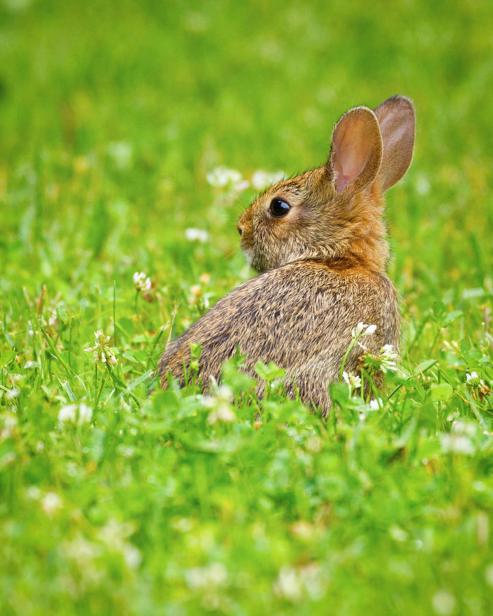 Baby Rabbit in Clover Photograph by Brian Caldwell