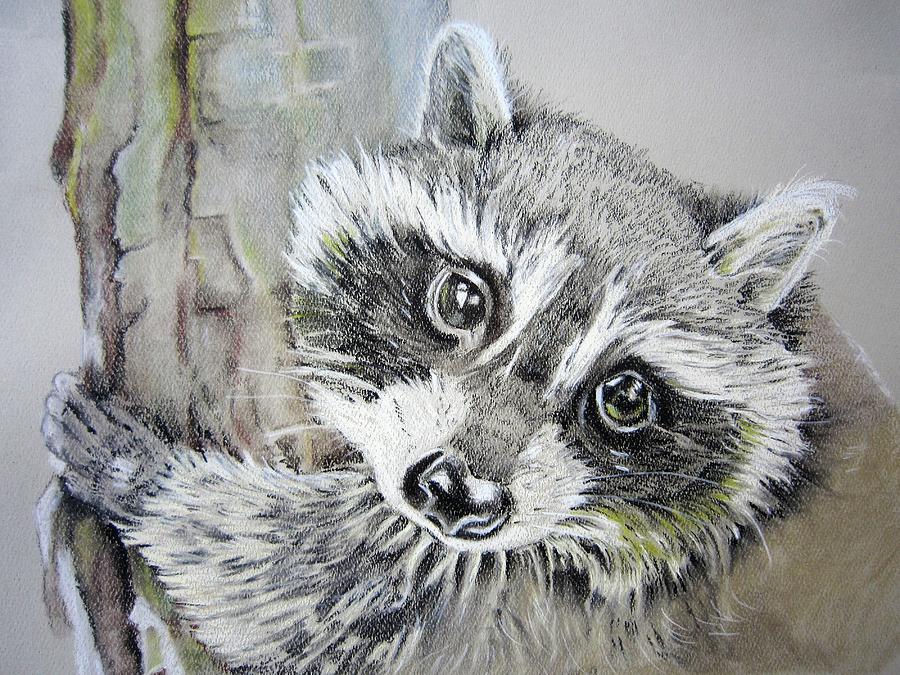Baby raccoon Drawing by Teresa Smith