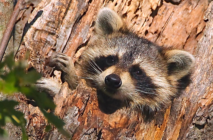 Baby Raccoon Photograph by William Jobes