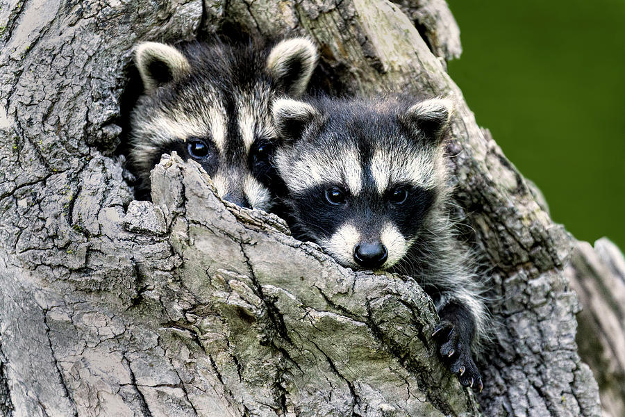 Baby Raccoons Photograph by Lindley Johnson