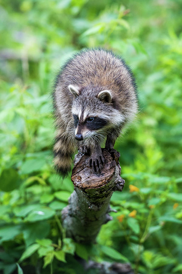 Baby Racoon Photograph by Paul Freidlund