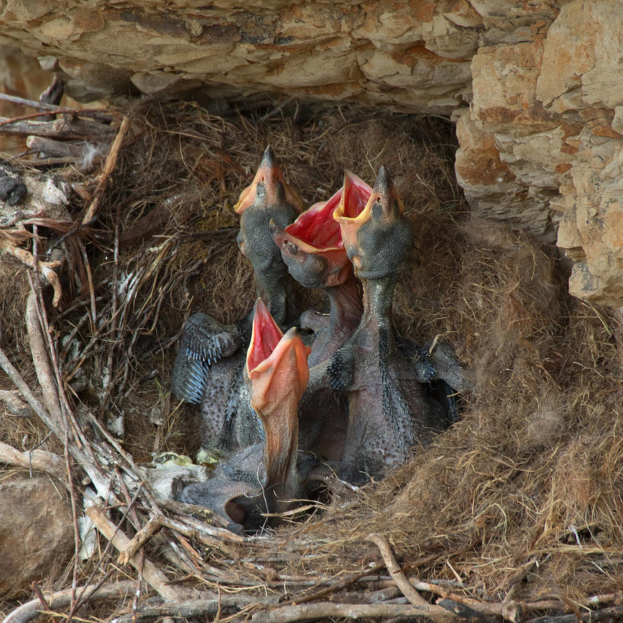 Baby Ravens In A Nest Photograph