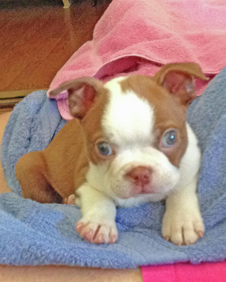 Baby Red Boston Terrier Photograph by Jesse Coulson | Pixels
