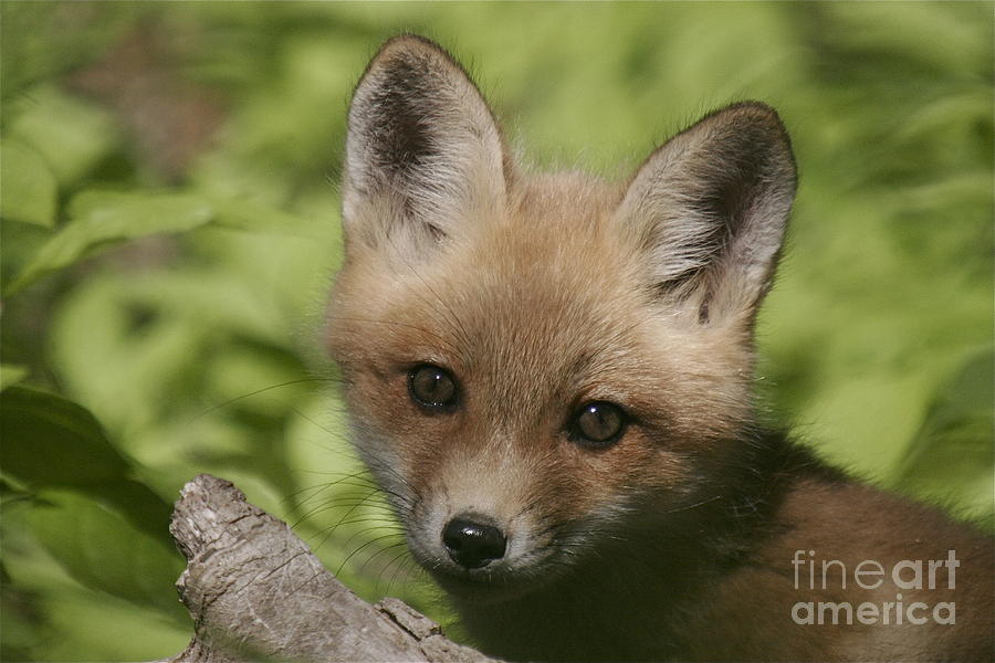 Baby Red Fox Photograph by Robert Pearson