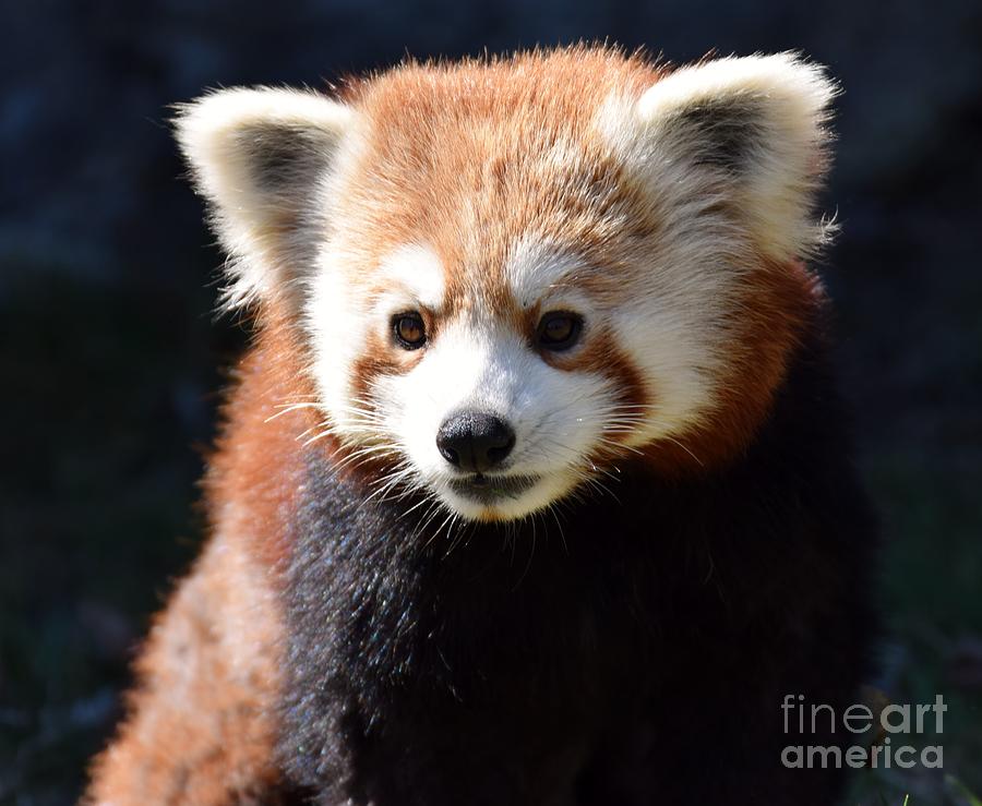Baby Red Panda  Photograph by Jennifer Craft
