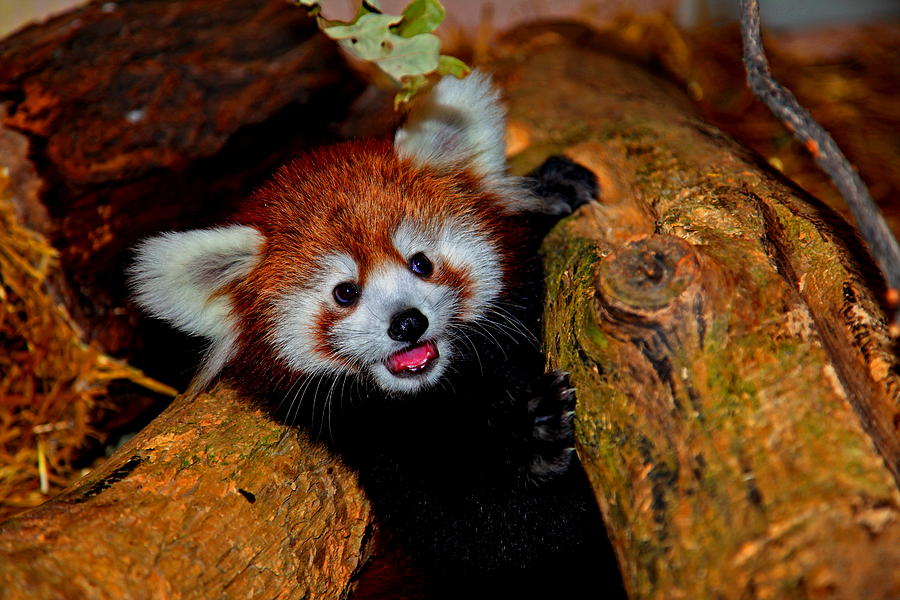 Baby Red Panda Photograph By Ron Boily