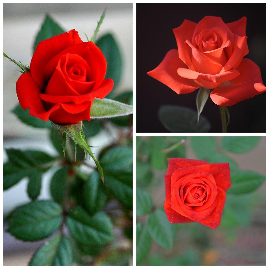 Baby Red Rose Collage Photograph by Jay Milo