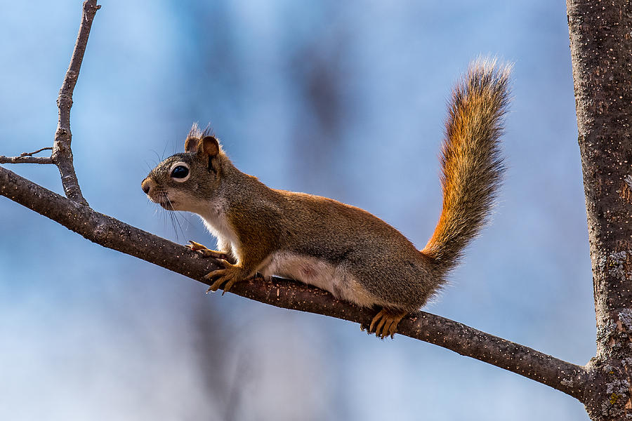 Baby Red Squirrel Photograph by Paul Freidlund