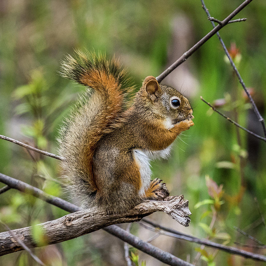 Baby Red Squirrel Portrait Photograph by Paul Freidlund