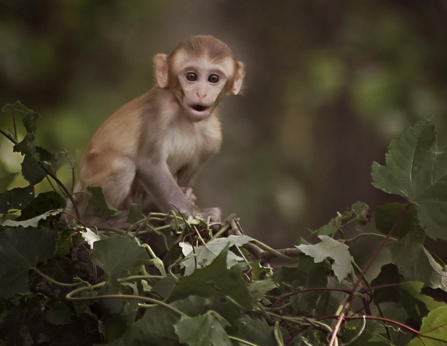 Baby Rhesus 1 Photograph by Sheri McLeroy